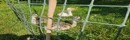 Mixed Breed livestock for sale: Rhea chicks for sale in Yelverton - Advert 1