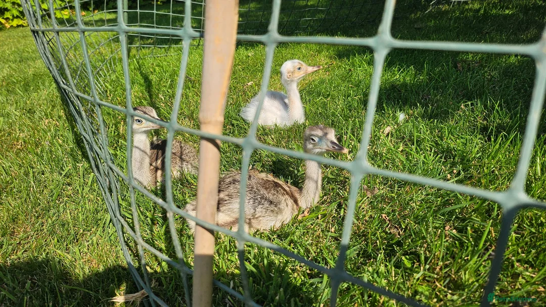 Mixed Breed livestock for sale: Rhea chicks for sale in Yelverton - Advert 1