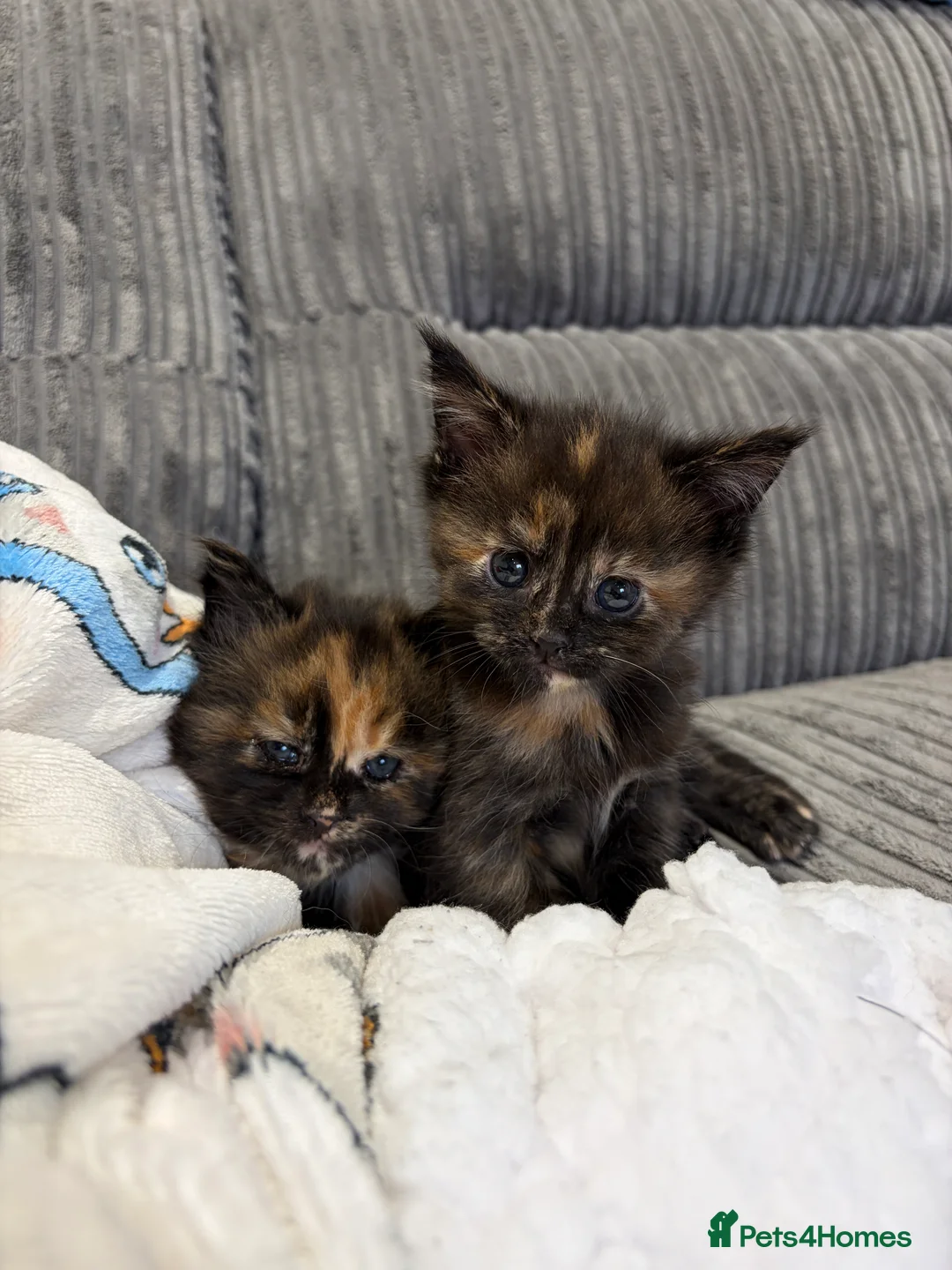 Maine Coon cats for sale: ONE mainecoon female left - Advert 2