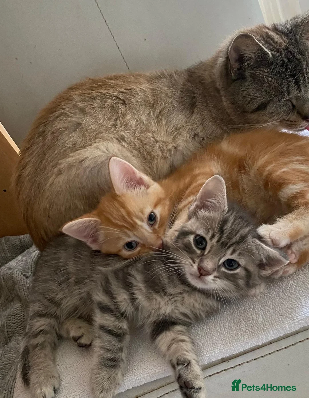 Mixed Breed cats for sale: Beautiful Siamese Kitten  - Advert 2