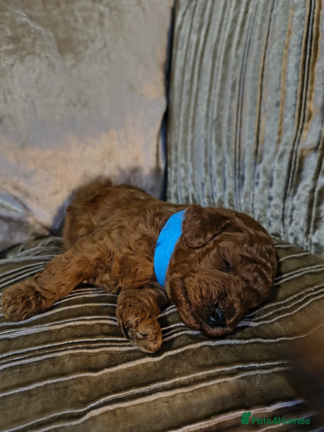 Toy Poodle dogs for sale: Toy Poodles For Sale - Advert 2