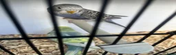 Budgerigars birds for sale: Stunning mutations  - Advert 7