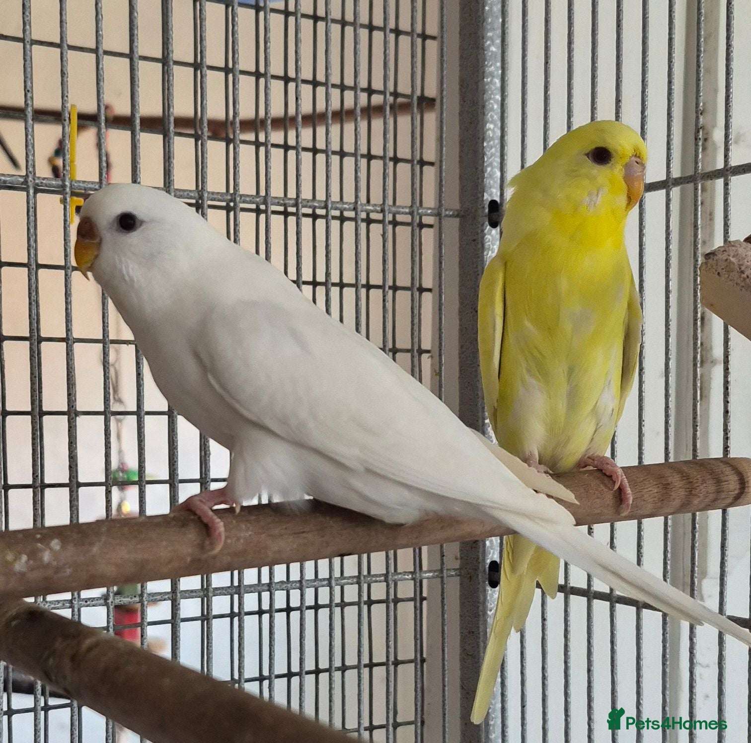 Budgerigars birds Beautiful white budgie - Advert 1