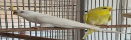 Budgerigars birds for sale: Beautiful white budgie - Advert 1