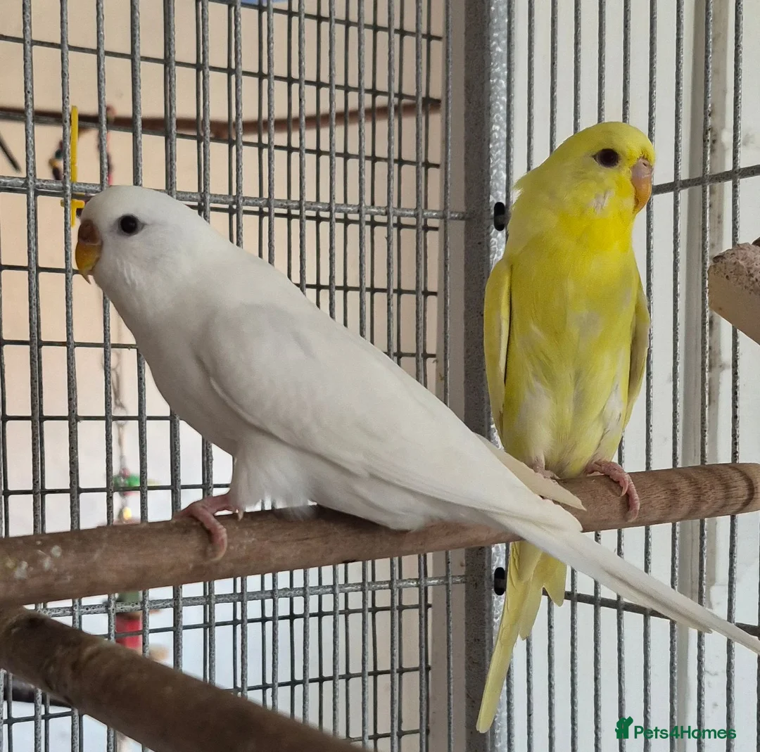 Budgerigars birds for sale: Beautiful white budgie - Advert 1
