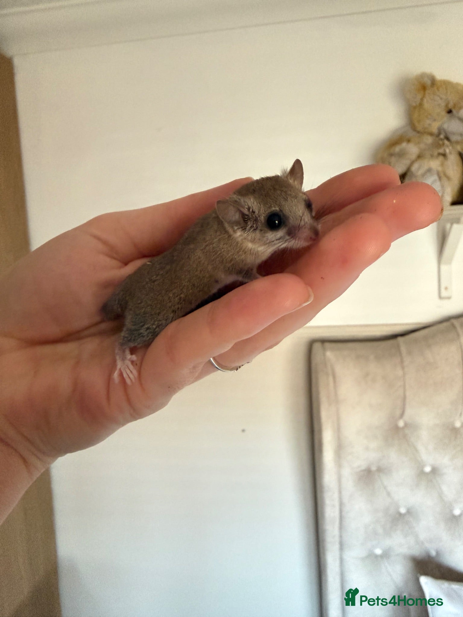 Mouse rodents African Pygmg dormice- pair females.  - Advert 4