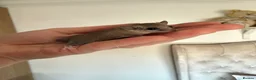 Mouse rodents for sale: African Pygmg dormice- pair females.  - Advert 1
