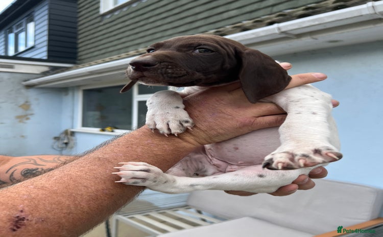 German Shorthaired Pointer dogs - Advert 1
