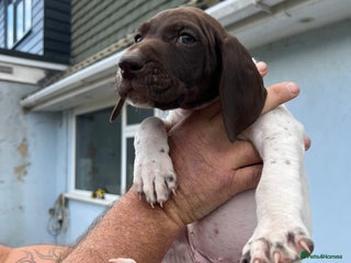 German Shorthaired Pointer dogs - Advert 2