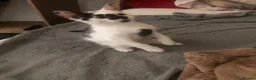 Mixed Breed cats for sale: Cute playful boy Kitten - Advert 3