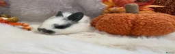 Rex rabbits for sale: Rex x Netherland dwarf  - Advert 7