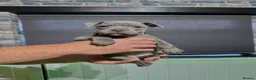 Staffordshire Bull Terrier dogs for sale: Blue Staffordshire Bull Terrier Champion Pups  - Advert 28