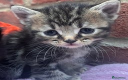 Siberian cats for sale: 2 super friendly beautiful loving boys - Image 7