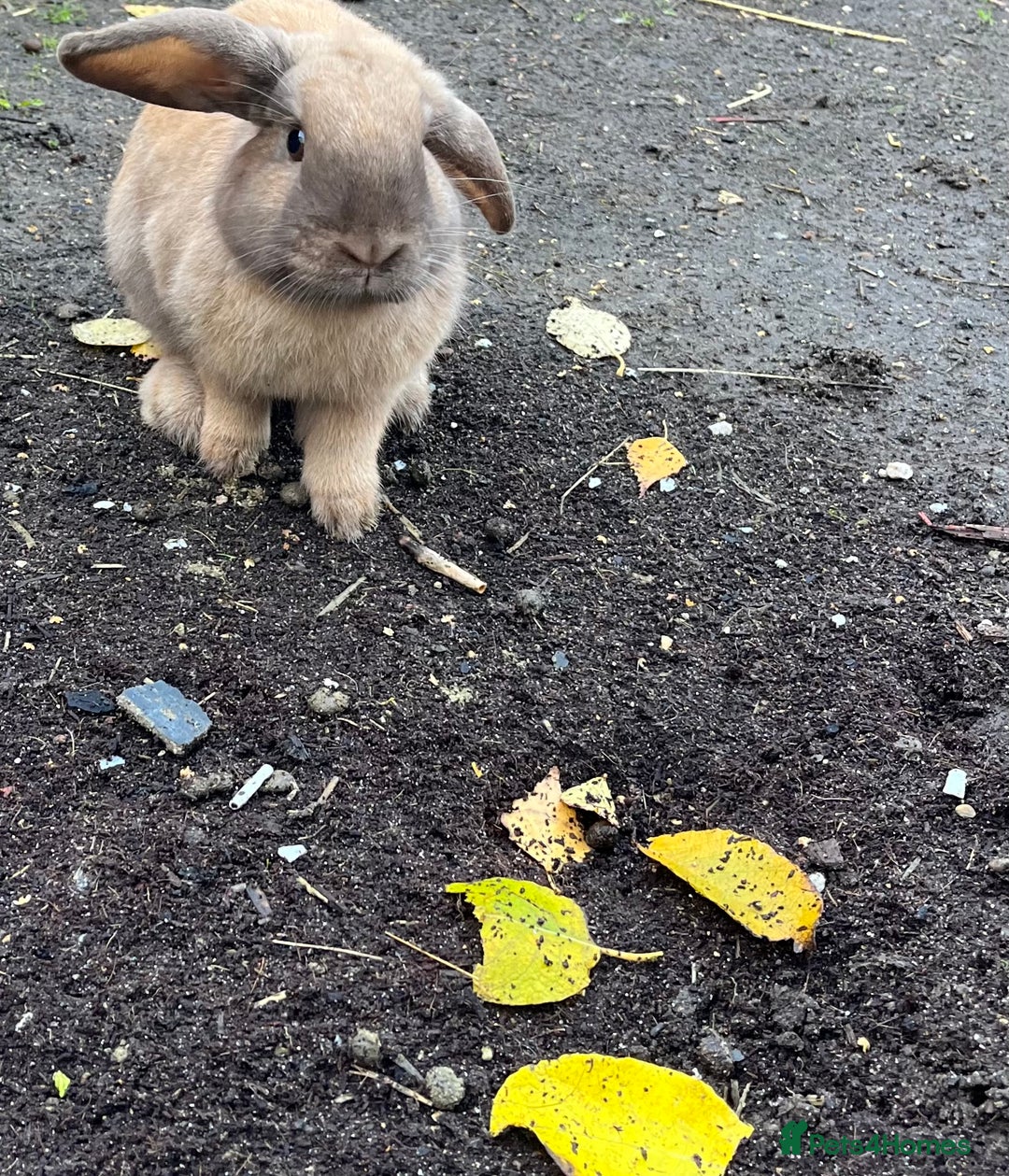 Lionhead rabbits for sale: Sad sale due to work  - Advert 2