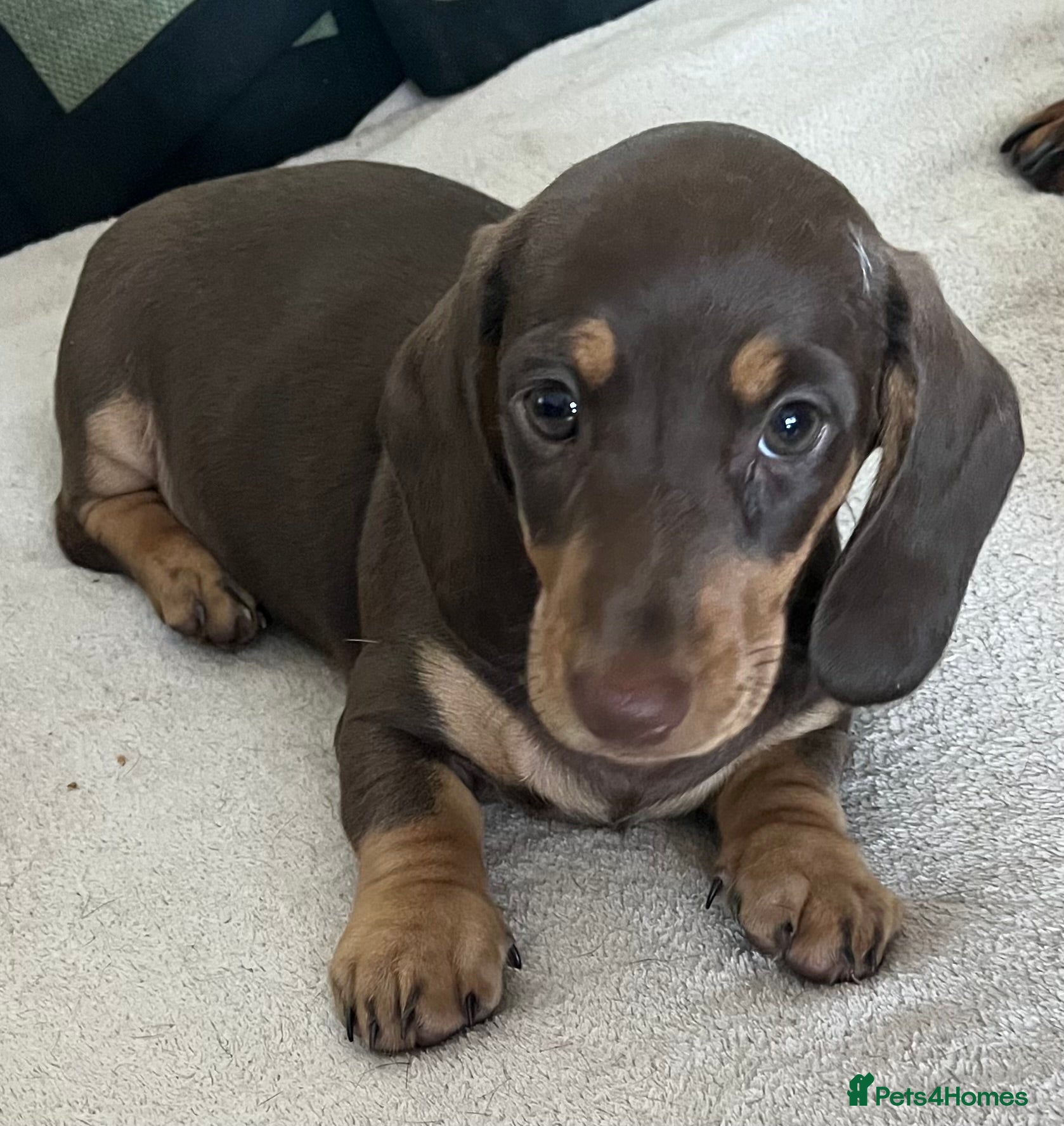 Miniature Dachshund dogs Beautiful mini Babies - Advert 2
