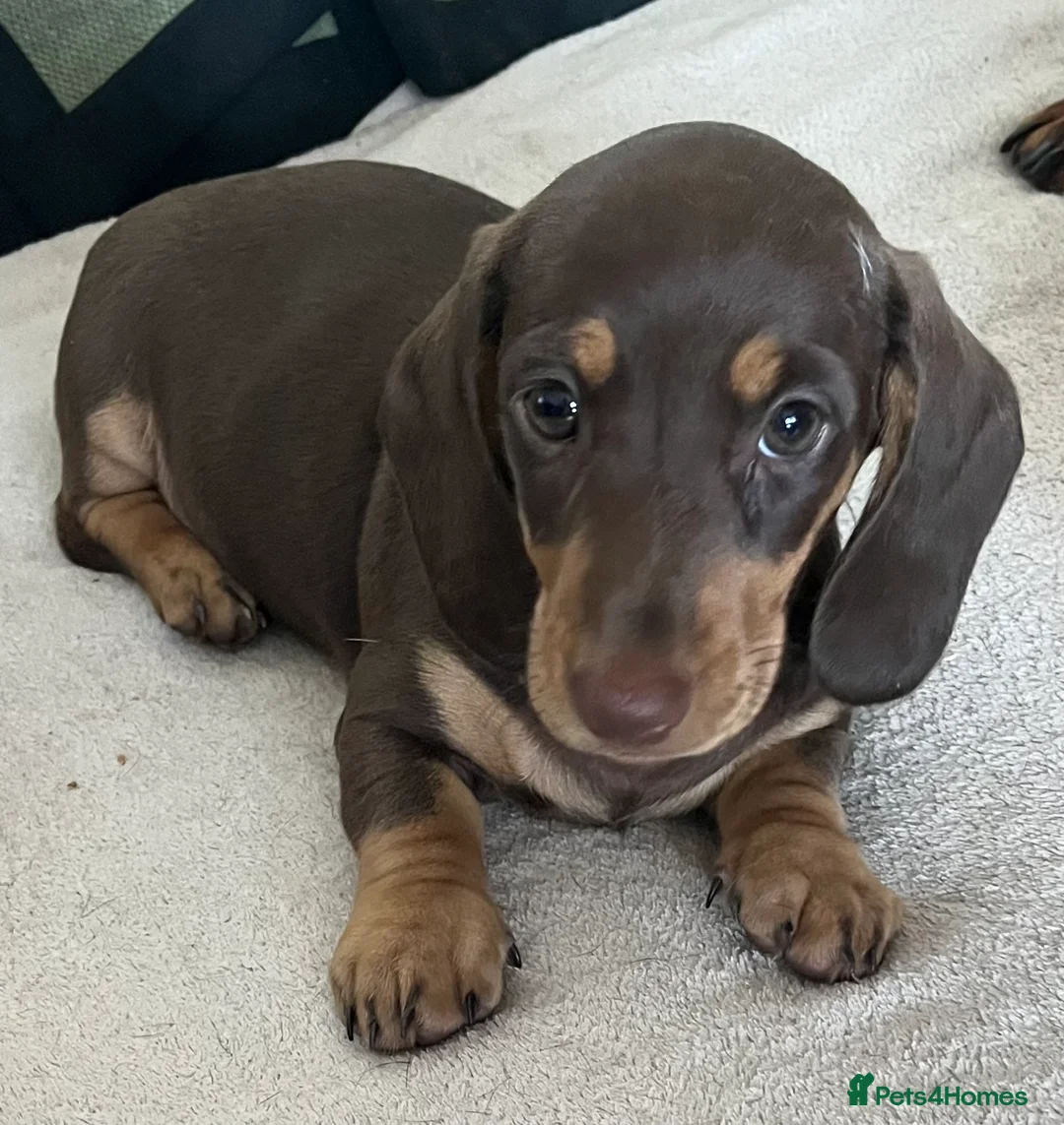 Miniature Dachshund dogs for sale: Beautiful mini Babies - Advert 2
