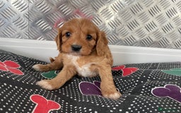 Cavapoo dogs for sale: F1 CAVAPOO puppies for sale  - Image 11