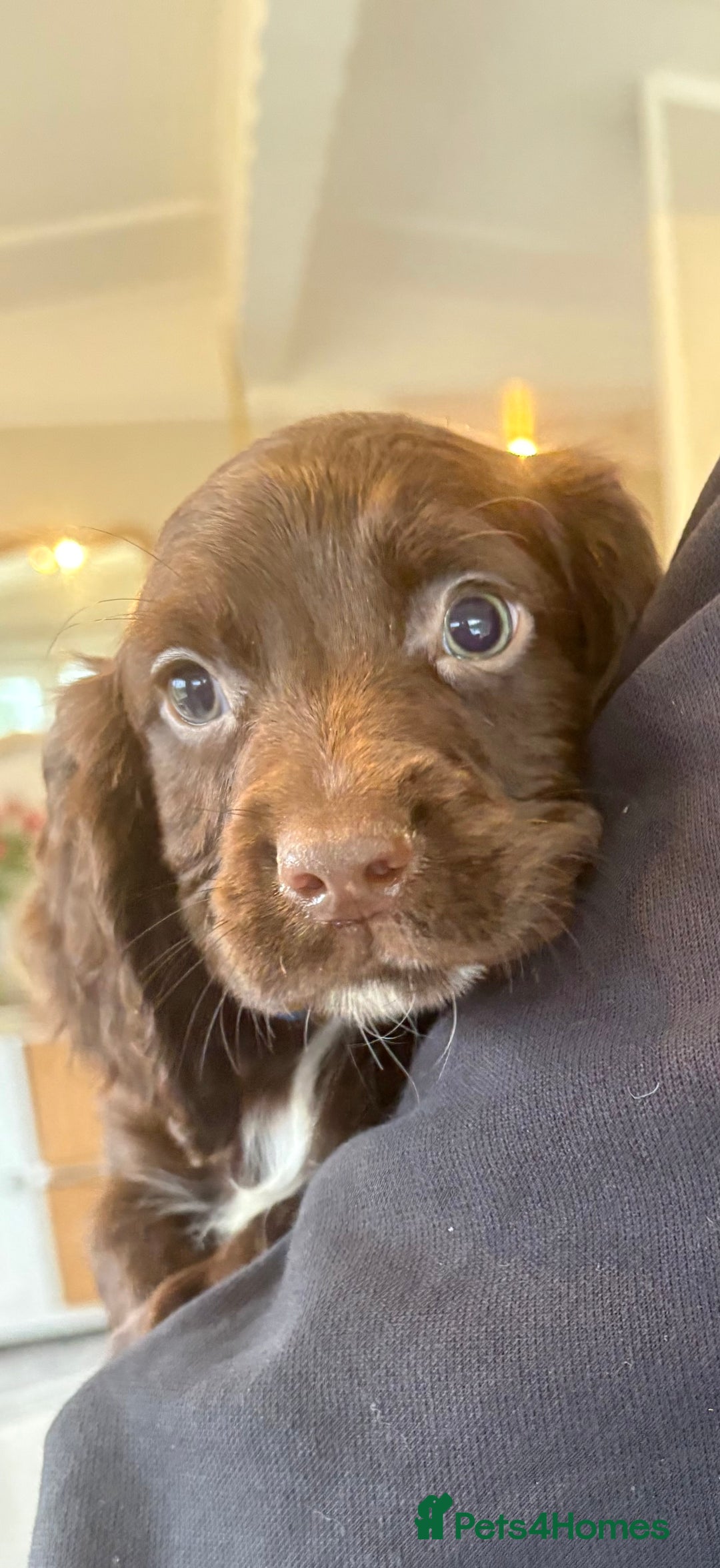 Sprocker dogs for sale: Beautiful Sprocker Puppies  - Advert 15