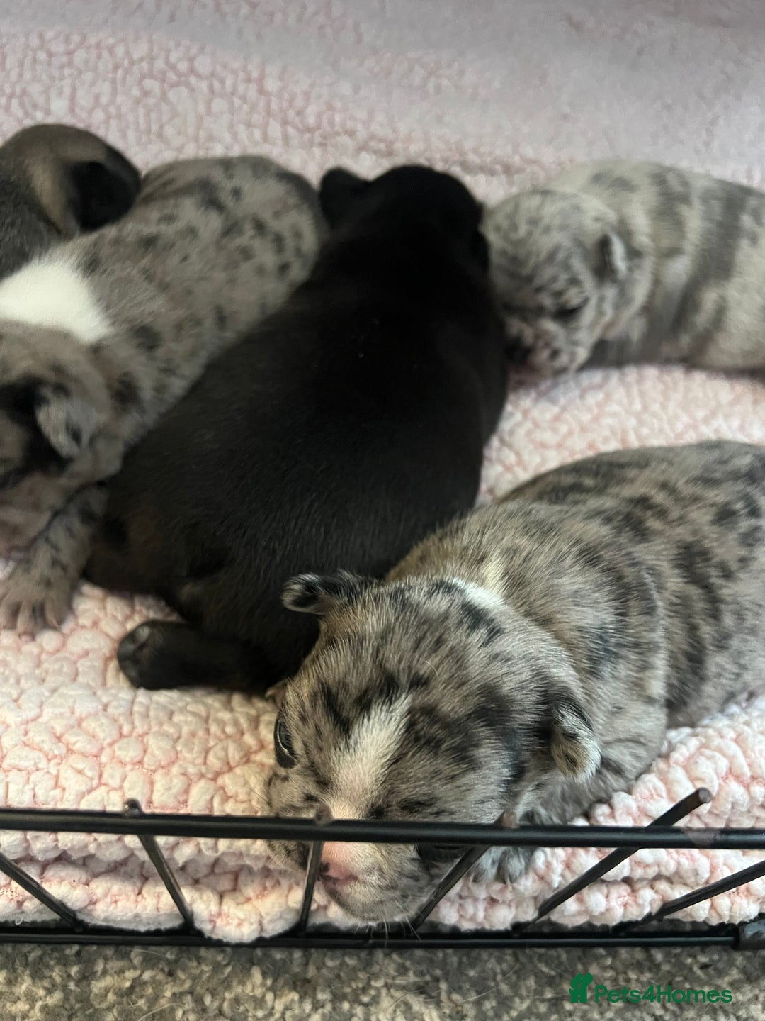 French Bulldog dogs for sale: 5 beautiful French bulldogs for sale - Image 9