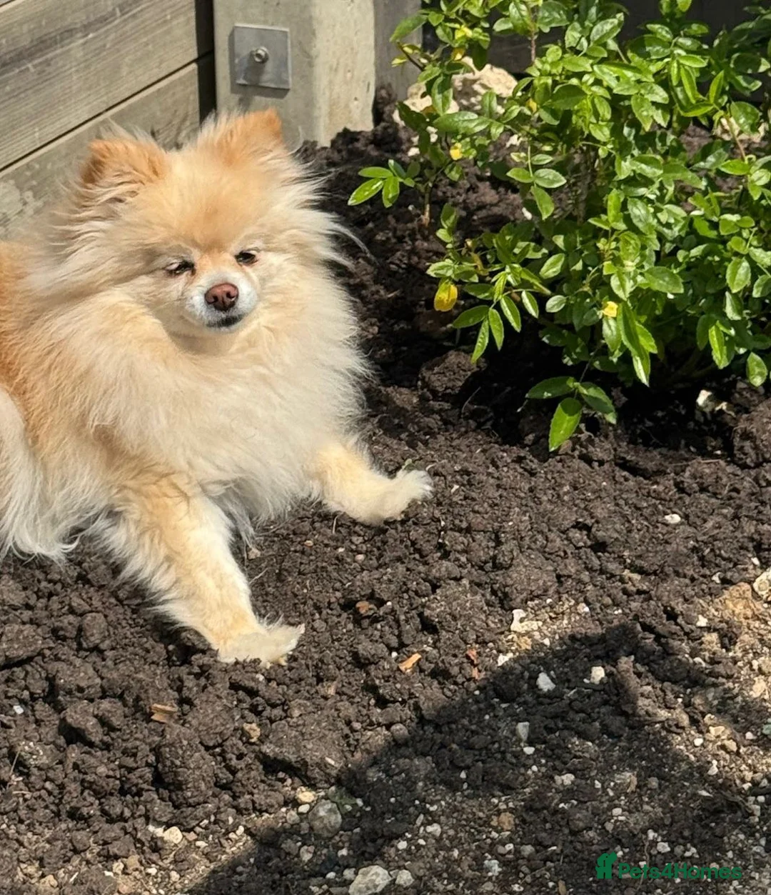 Pomeranian dogs for sale: Poppie - Advert 3