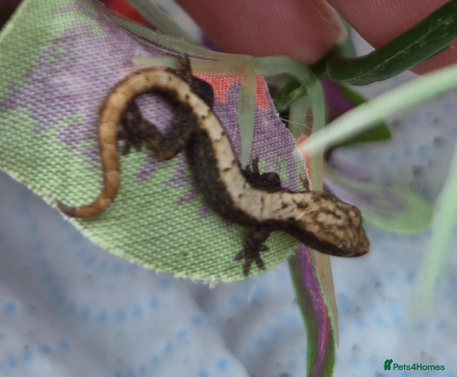 Gecko reptiles Crested & leopard gecko babies - Advert 2