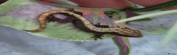 Gecko reptiles for sale: Crested & leopard gecko babies - Advert 6