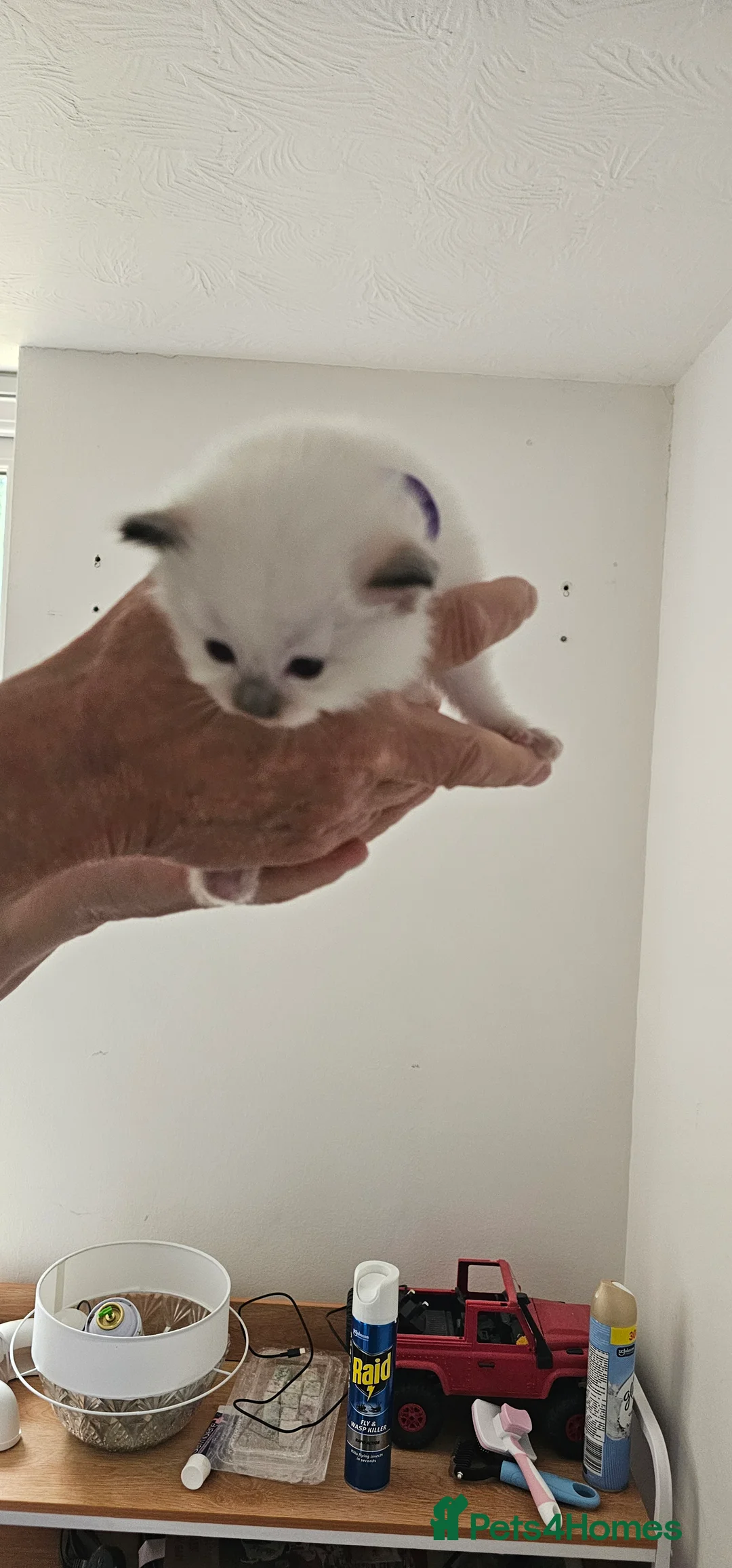 Ragdoll cats for sale: Stunning pure breed Ragdoll kittens  - Advert 2