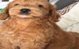 Cockapoo dogs for sale: 🐶 Gorgeous F1 Cockapoo Puppies –  Vet Checked  - Image 13