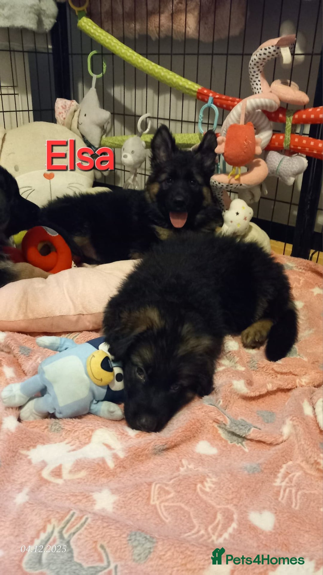 German Shepherd dogs for sale: Excellent Long-Haired German Shepherd Puppies-KC - Advert 3