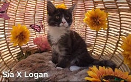 Maine Coon cats for sale: VARIOUS FULL PEDIGREE MAINE COON KITTENS FOR SALE in Rotherham - Image 24
