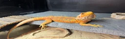 Bearded Dragon reptiles for sale: Two bearded dragons  in Bilston - Advert 7