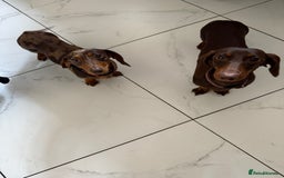 Miniature Dachshund dogs for sale: 2 female mini sausage dogs  - Image 2