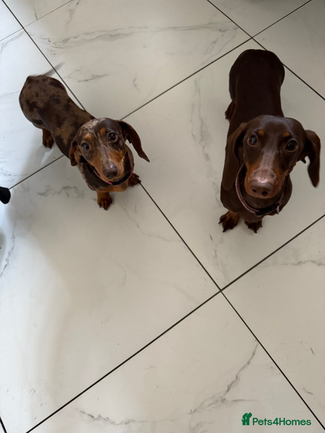Miniature Dachshund dogs for sale: 2 female mini sausage dogs  - Image 2