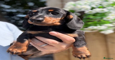 Miniature Dachshund dogs - Advert 8