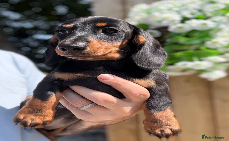 Miniature Dachshund dogs - Advert 4