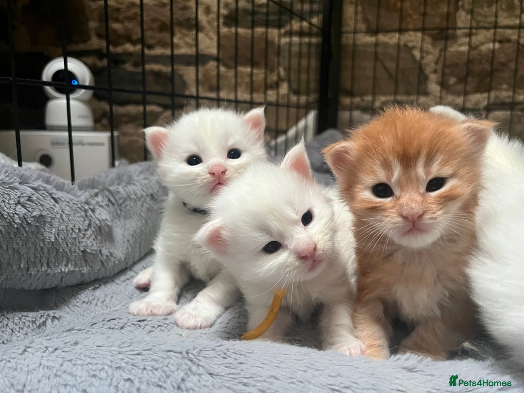 Maine Coon cats for sale: Stunning TICA registered Maine coon kittens  - Image 8