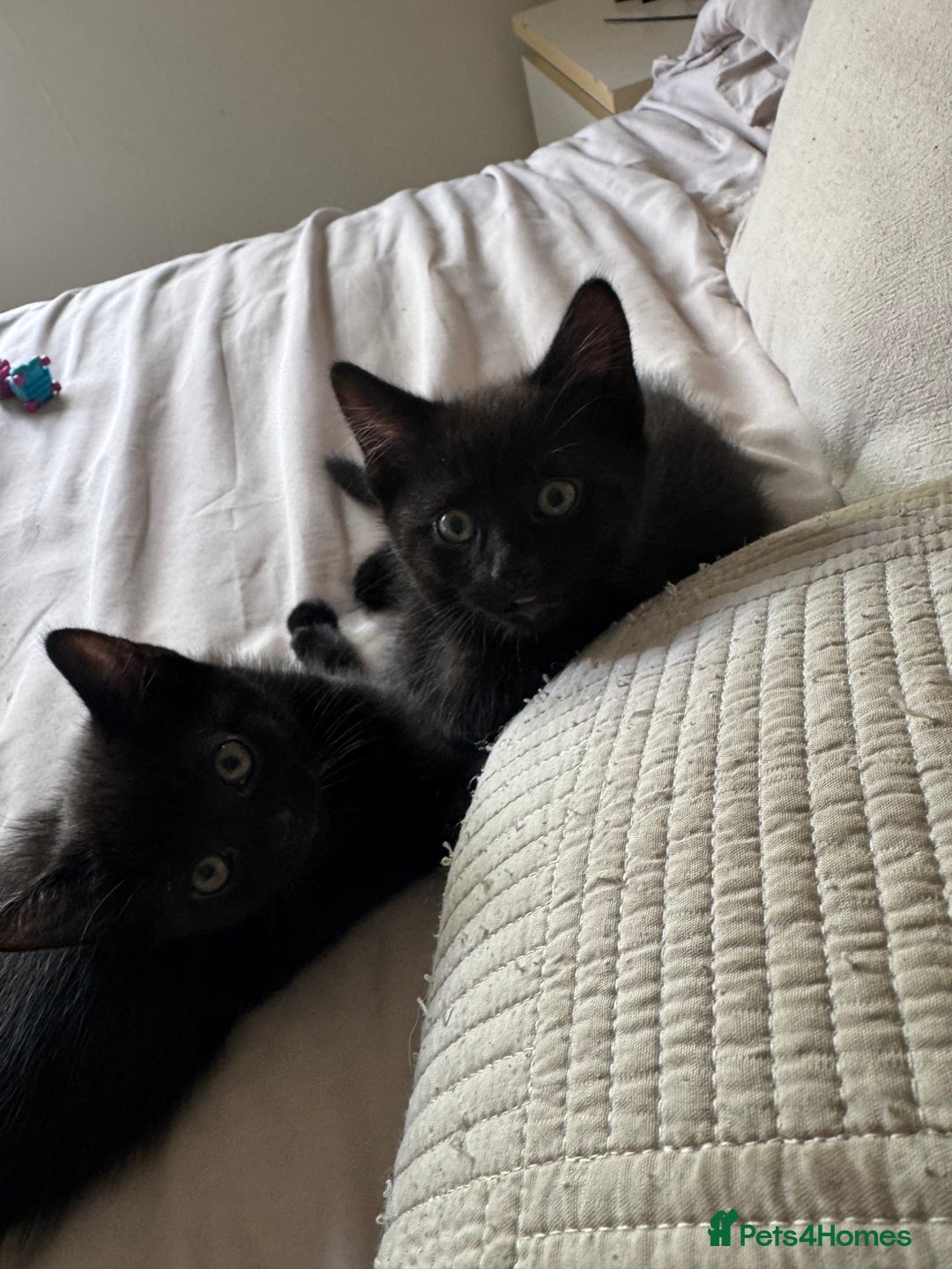 British Shorthair cats for sale: Kitten ready for forever homes  - Image 3