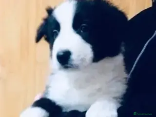 Border Collie dogs REGISTERED HEALTH TESTED BORDER COLLIE PUPS - Advert 1