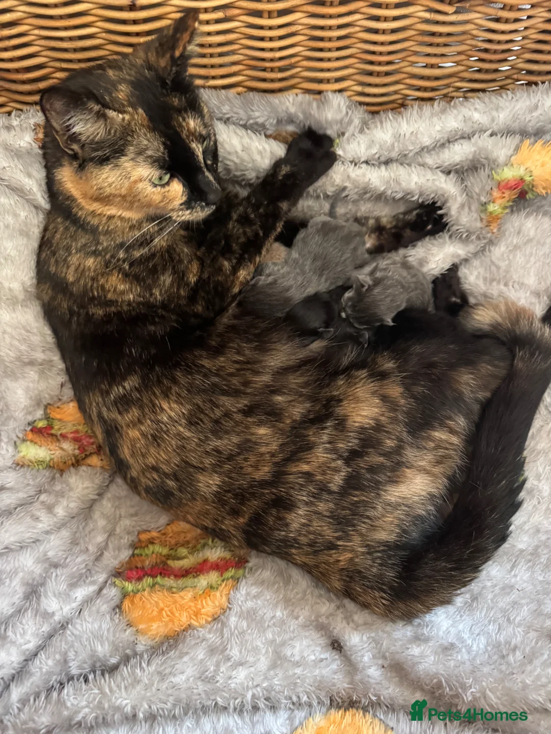 Mixed Breed cats for sale: 6 kittens looking for new homes  - Advert 2