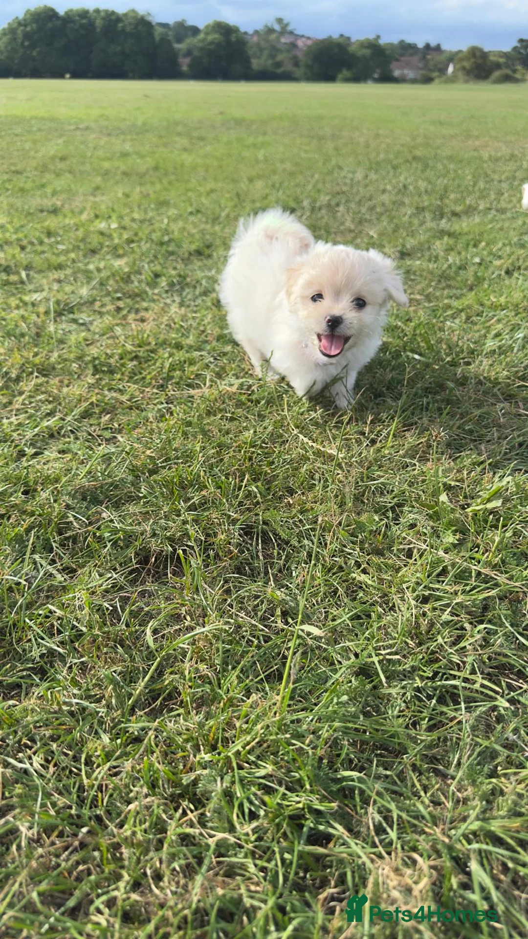 Mixed Breed dogs for sale: Beautiful Chihuahua Cross Puppies - Advert 2