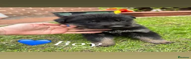 German Shepherd 1