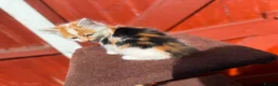 Mixed Breed cats for sale: Mixed ragdolls - Advert 3