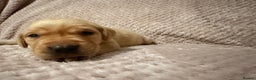 Labrador Retriever dogs for sale: Labrador Puppies for sale - Advert 6