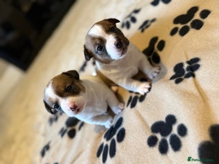 Jack Russell dogs Tri short legged jack Russell puppies - Advert 16