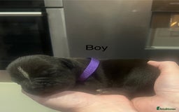 American Bully dogs for sale: ABKC Pocket Bully pups for sale!  - Image 9