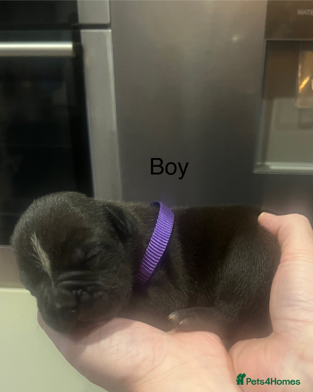 American Bully dogs for sale: ABKC Pocket Bully pups for sale!  - Image 9