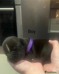 American Bully Puppy 7