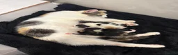 Mixed Breed cats for sale: 8 gorgeous kittens  - Advert 6