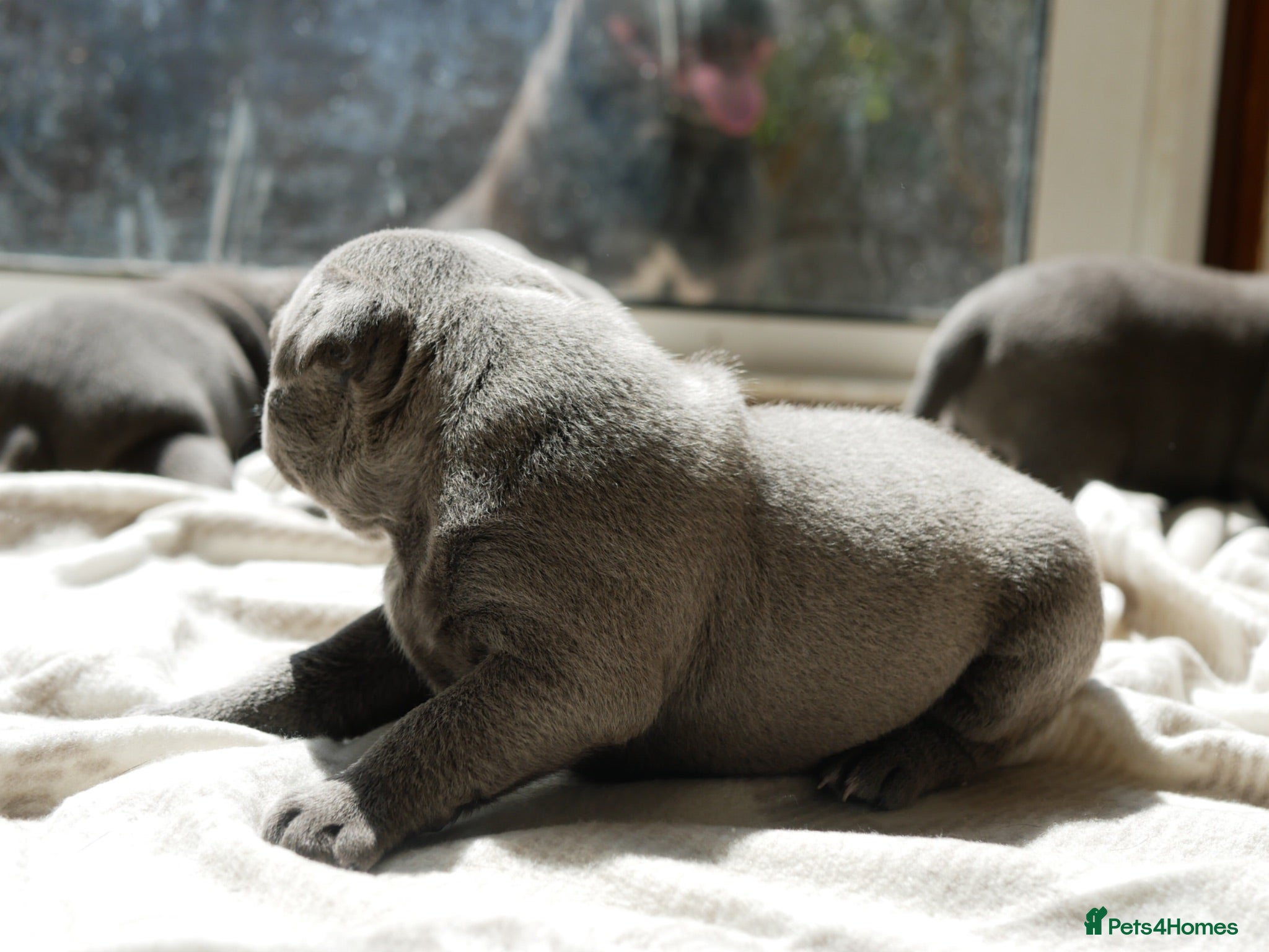 Staffordshire Bull Terrier dogs KC Registered Blue Staffy Puppies - Advert 2