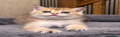 Golden chinchilla boy